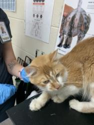 Shelter Stray Male Cat last seen Near Arthur Drive, North Charleston, SC, 2455 Remount Rd, North Charleston, SC 29406, USA