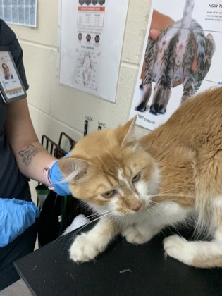 Shelter Stray Male Cat last seen Near Arthur Drive, North Charleston, SC, 2455 Remount Rd, North Charleston, SC 29406, USA