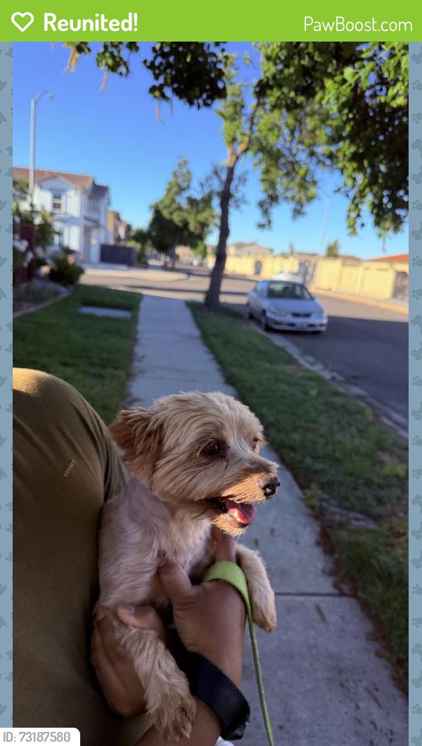 Reunited Female Dog last seen Helen Perry Near Sam Vaughn Elementary School, Ceres, CA 95307