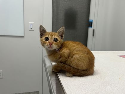 Shelter Stray Male Cat last seen Woodland Ave & 33rd, KCMO, 64109, 64109, MO, 7077 Elmwood Ave, Kansas City, MO 64132, USA