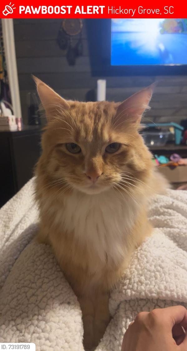Lost Male Cat last seen Smith st, Hickory Grove, SC 29717