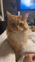 Lost Male Cat last seen Smith st, Hickory Grove, SC 29717