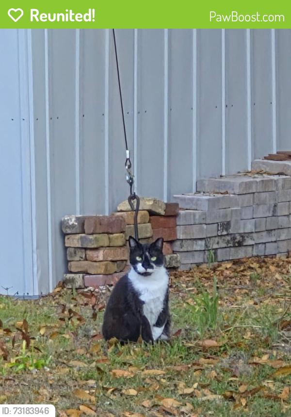 Reunited Female Cat last seen NW 34th Ave and 20th St, Gainesville, FL, Gainesville, FL 32605