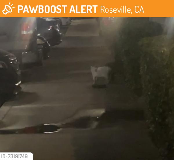 Found/Stray Unknown Cat last seen Apt 1502, Roseville, CA 95678