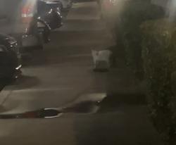 Found/Stray Unknown Cat last seen Apt 1502, Roseville, CA 95678