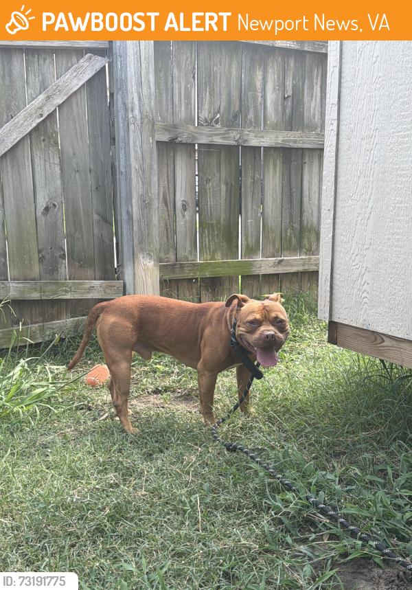 Found/Stray Male Dog last seen Mattemoore pl and Michelle dr, Newport News, VA 23601