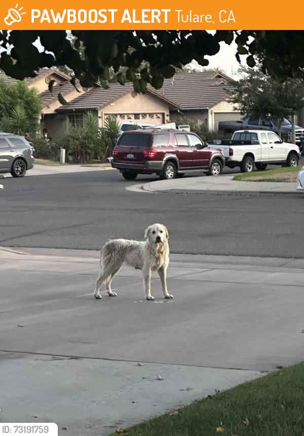Found/Stray Female Dog last seen Tuolumne, Tulare, CA 93274