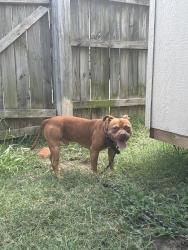 Found/Stray Male Dog last seen Mattemoore pl and Michelle dr, Newport News, VA 23601