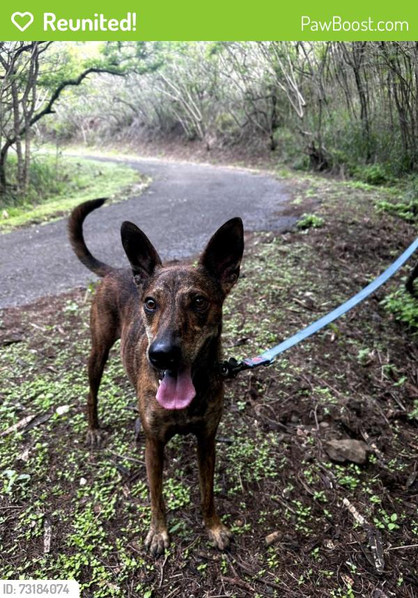 Reunited Male Dog last seen St John Lutheran Church/Kailua Road, Kailua, HI 96734