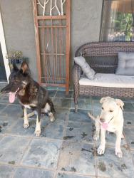 Found/Stray Female Dog last seen Hwy 138 & Evergreen, Piñon Hills, CA 92372