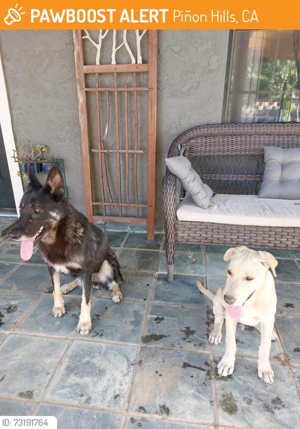 Found/Stray Female Dog last seen Hwy 138 & Evergreen, Piñon Hills, CA 92372