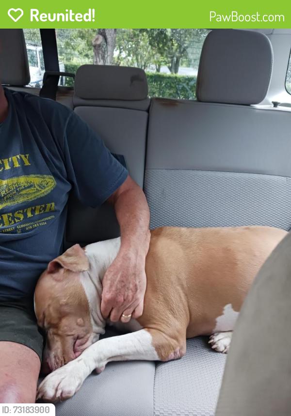 Reunited Female Dog last seen Holly lane and Plantation road, Plantation, FL 33317
