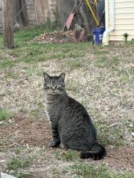 Reunited Male Cat last seen Triangle Garden Near West McKee and Coolidge, Wichita, KS 67203