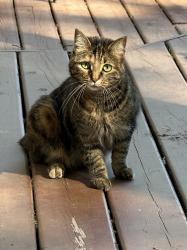 Lost Female Cat last seen Duck lake and m59, Highland Township, MI 48356