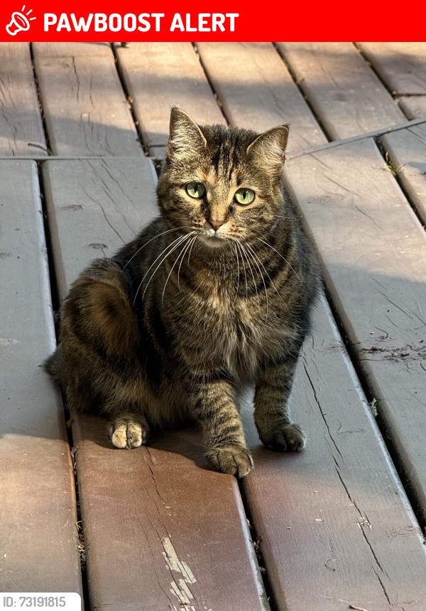 Lost Female Cat last seen Duck lake and m59, Highland Township, MI 48356