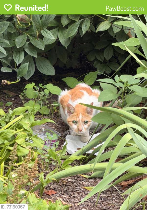 Reunited Unknown Cat last seen In the backyard of 1296 Heller Dr, Yardley, Morrisville, PA 19067
