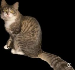 Lost Male Cat last seen Kate and Colina Parkway, Farmersville, TX 75442
