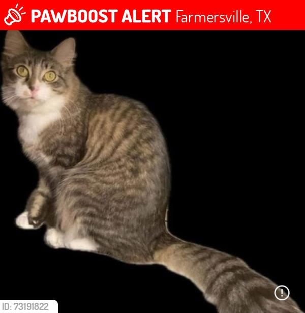 Lost Male Cat last seen Kate and Colina Parkway, Farmersville, TX 75442
