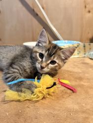 Reunited Female Cat last seen 32nd and Saulsbury, Wheat Ridge, CO 80033