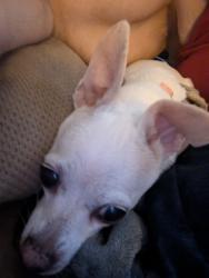 Reunited Female Dog last seen Phoebe nursing home, Richlandtown, PA 18955