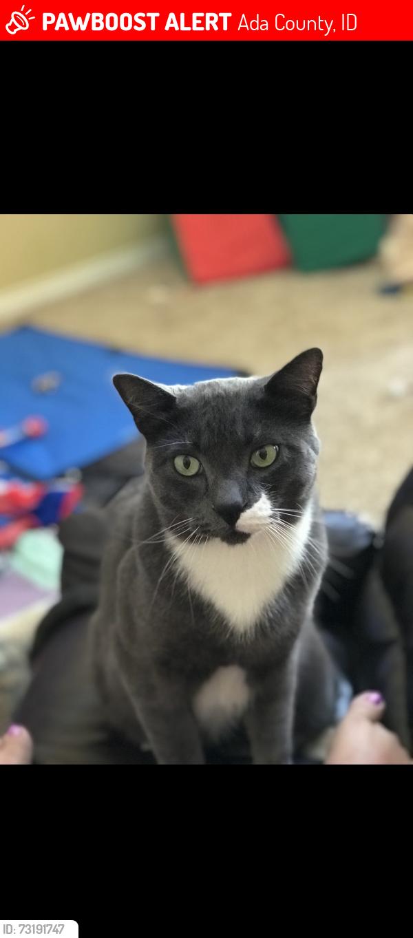 Lost Male Cat last seen Mirror Pond Dr. and Spring Creek Way, Ada County, ID 83714