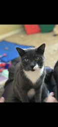 Lost Male Cat last seen Mirror Pond Dr. and Spring Creek Way, Ada County, ID 83714
