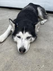Reunited Male Dog last seen Campo Rd, Spring Valley, CA 91977