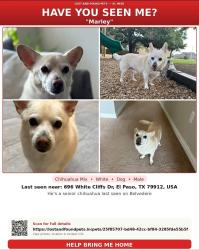 Lost Male Dog last seen WhitebCliffs & Resler/Orizaba, El Paso, TX 79912