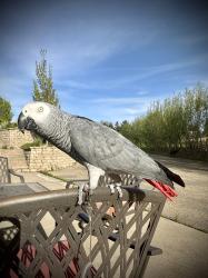 Lost Male Bird last seen 140th St NW and Dakotah Pkwy, Shakopee, MN 55379