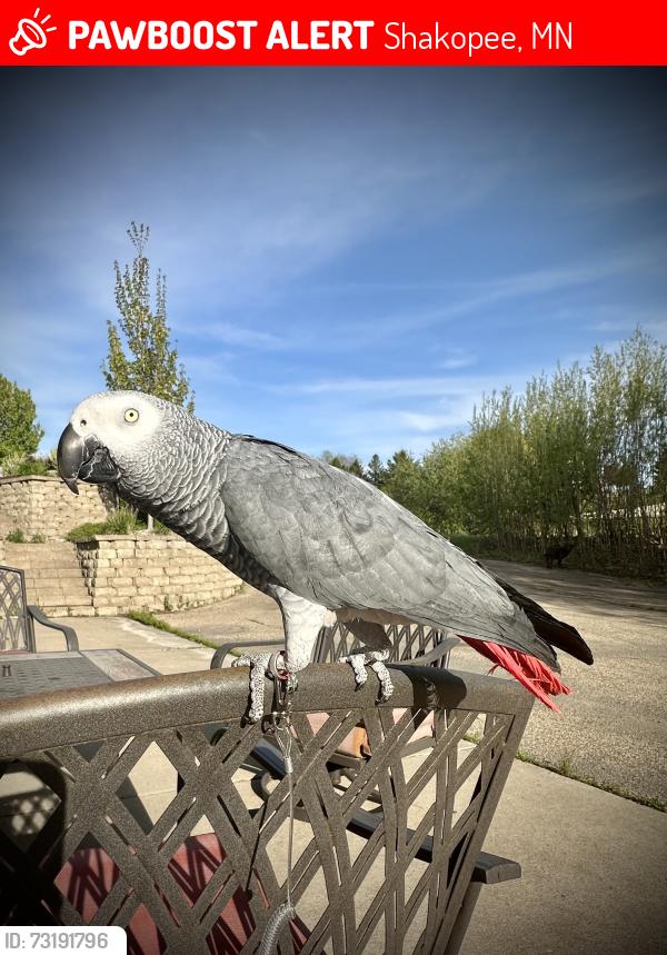 Lost Male Bird last seen 140th St NW and Dakotah Pkwy, Shakopee, MN 55379