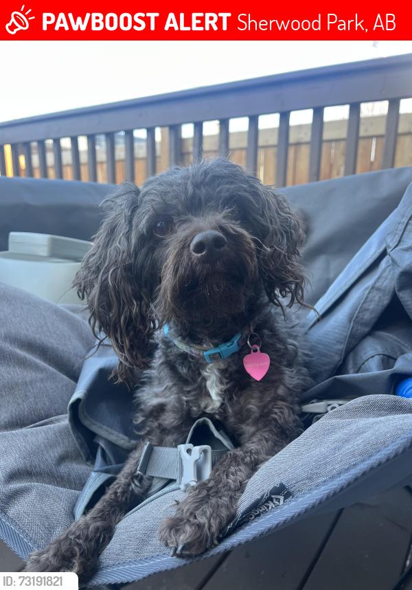 Lost Female Dog last seen Clark dale park sherwood park, Sherwood Park, AB 