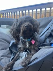 Lost Female Dog last seen Clark dale park sherwood park, Sherwood Park, AB 