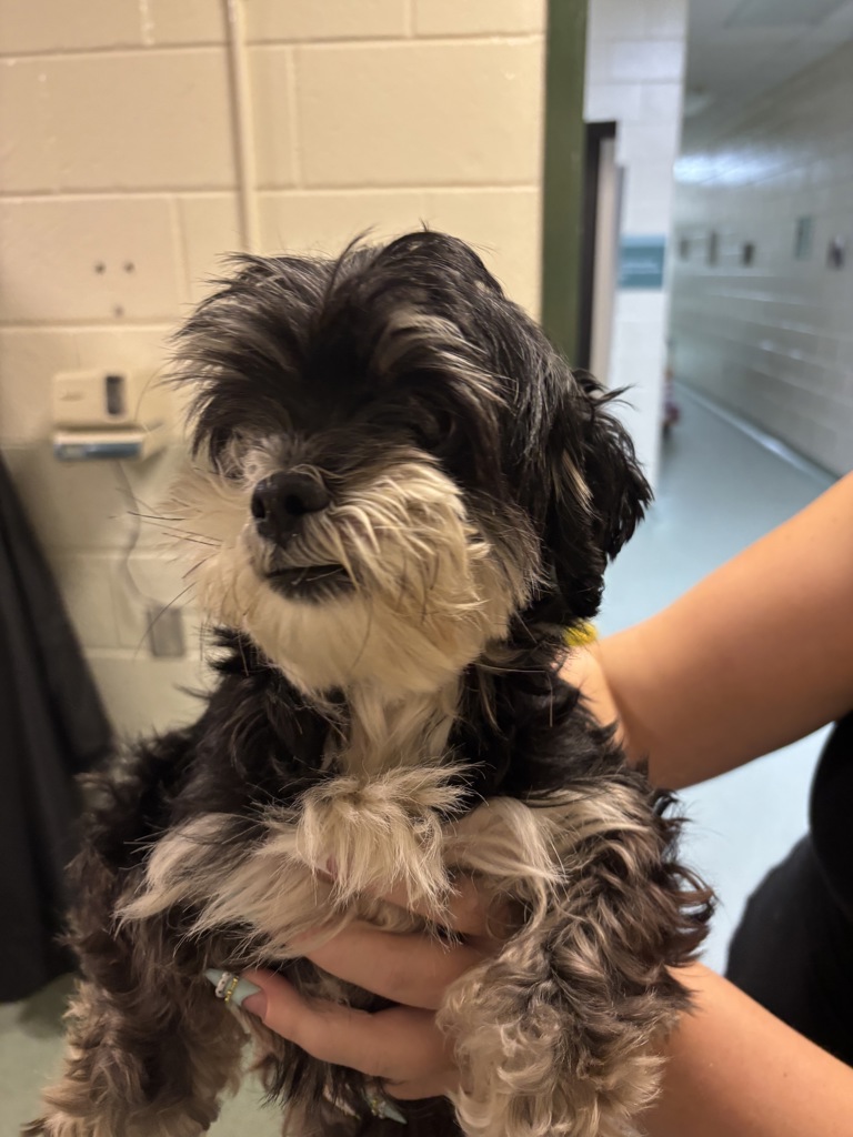 Shelter Stray Female Dog last seen Mangowood Dr, South Chesterfield, VA, 23834, 9300 Public Works Rd, Chesterfield, VA 23832, USA
