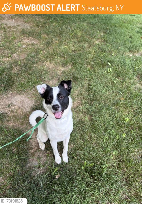 Found/Stray Male Dog last seen Hollow Road, Staatsburg/Clinton Corners, Staatsburg, NY 12580