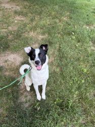 Found/Stray Male Dog last seen Hollow Road, Staatsburg/Clinton Corners, Staatsburg, NY 12580