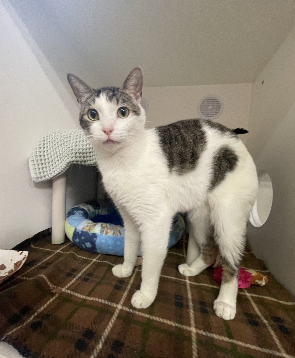 Shelter Stray Male Cat last seen Near Swallow Drive, Vista, CA, 92083, Oceanside, CA 92058, USA
