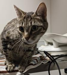 Shelter Stray Female Cat last seen Near Washington Avenue, SAN LEANDRO, CA, 94578, 8323 Baldwin St, Oakland, CA 94621, USA