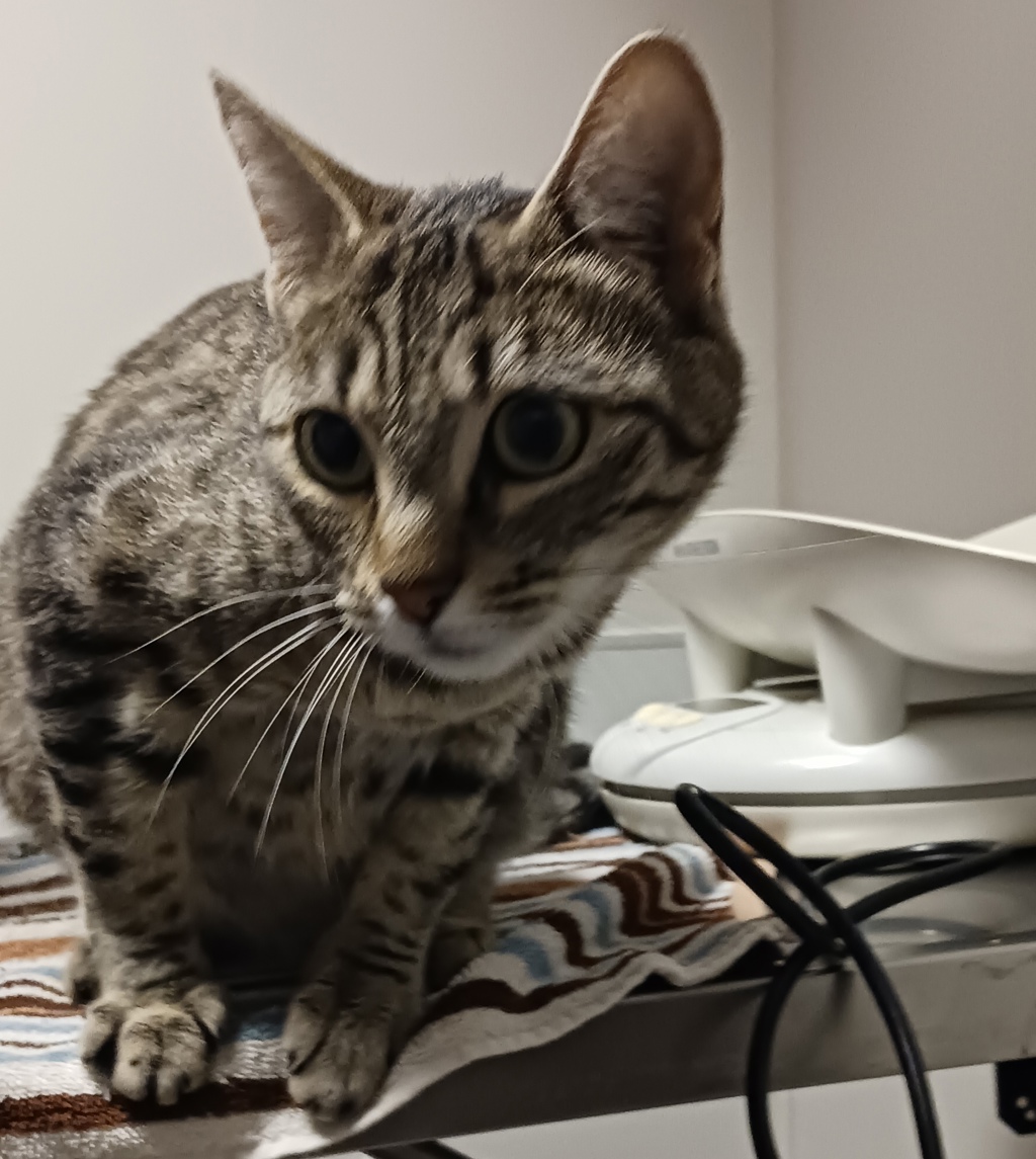 Shelter Stray Female Cat last seen Near Washington Avenue, SAN LEANDRO, CA, 94578, 8323 Baldwin St, Oakland, CA 94621, USA