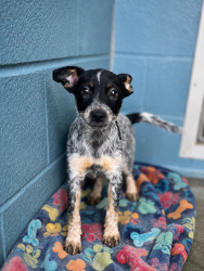 Shelter Stray Female Dog last seen Near La 1052 Highway, CARENCRO, LA, 70520, 410 Dugas Rd, Lafayette, LA 70507, USA