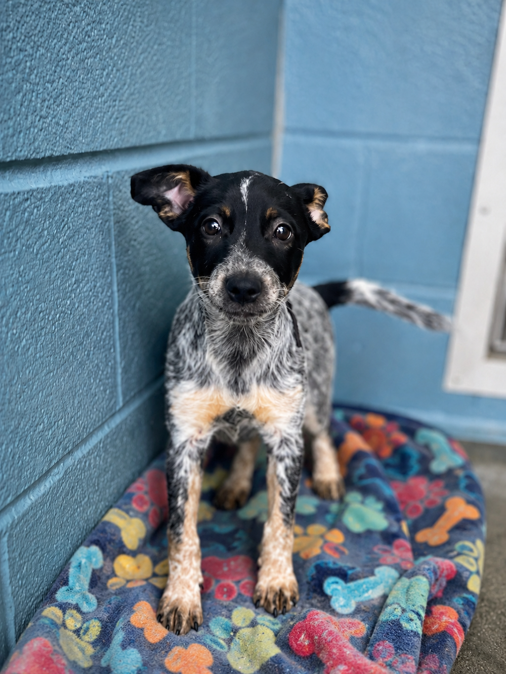 Shelter Stray Female Dog last seen Near La 1052 Highway, CARENCRO, LA, 70520, 410 Dugas Rd, Lafayette, LA 70507, USA