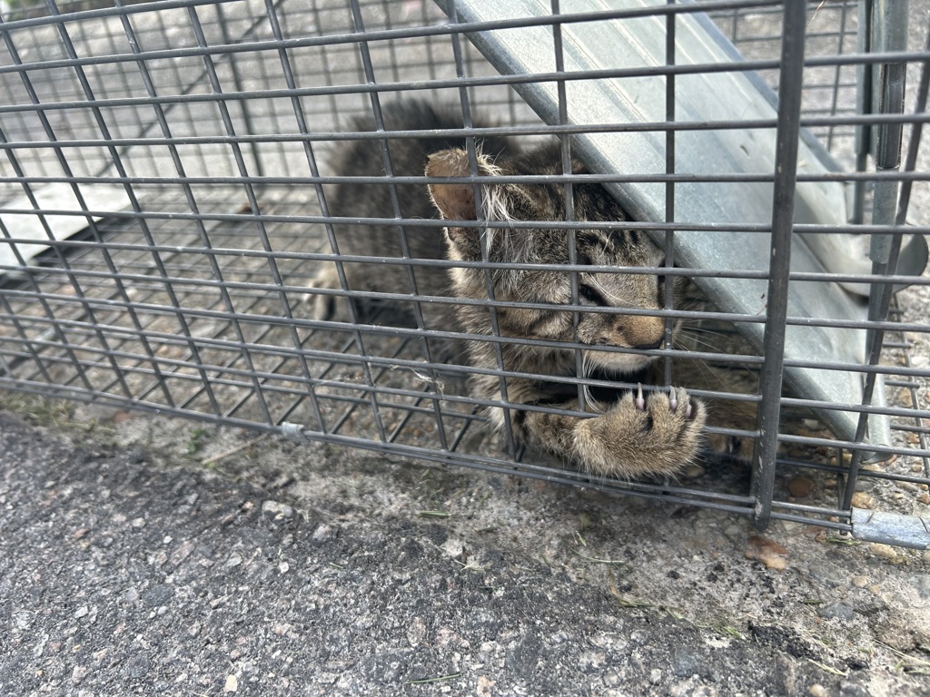 Shelter Stray Unknown Cat last seen Near Gainsborough Road, VIRGINIA BEACH, VA, 23462, 341 S Birdneck Rd, Virginia Beach, VA 23451, USA