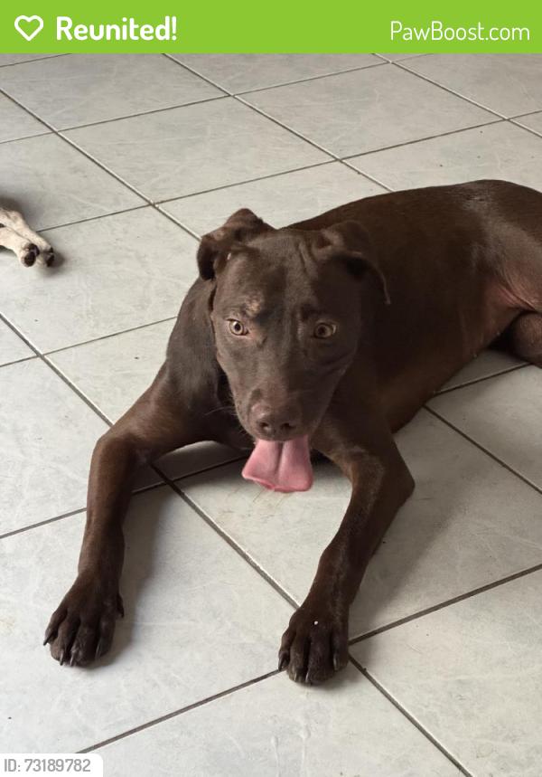 Reunited Female Dog last seen Sunrise Cove Dr, San Antonio, TX 78244, USA, San Antonio, TX 78244