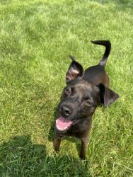 Reunited Female Dog last seen Ustick & Cloverdale, Boise, ID 83713