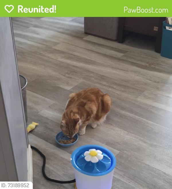 Reunited Male Cat last seen W Yellowstone Ave and N. Nevada St Kennewick, Kennewick, WA 99336