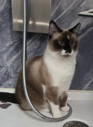 Lost Female Cat last seen Old Grand Ave and O'Plaine Rd, Gurnee, IL 60031