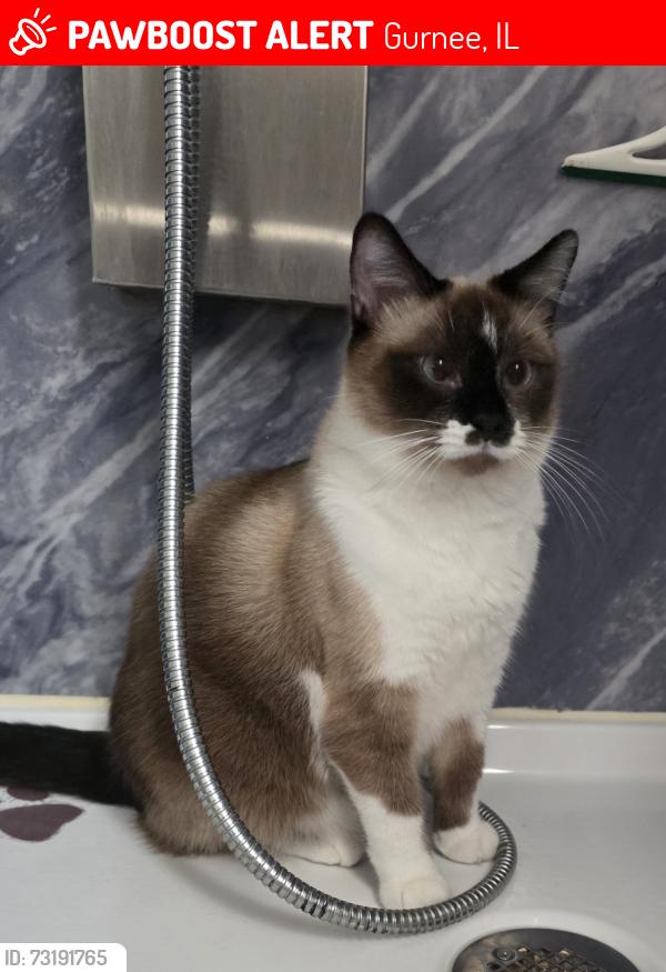 Lost Female Cat last seen Old Grand Ave and O'Plaine Rd, Gurnee, IL 60031