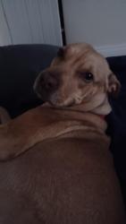 Lost Female Dog last seen Victoria Street and Concession Street, Kingston, ON, Kingswood, NSW 2747