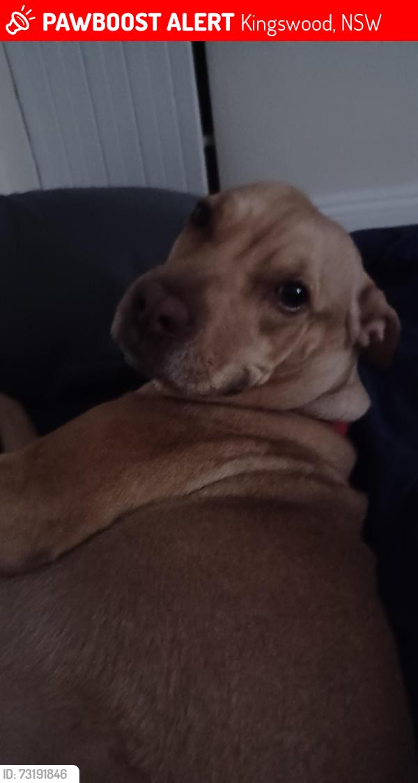Lost Female Dog last seen Victoria Street and Concession Street, Kingston, ON, Kingswood, NSW 2747