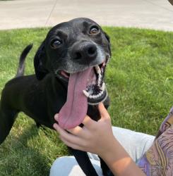 Reunited Female Dog last seen Cloverdale & Ustick, Boise, ID 83713