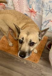 Found/Stray Male Dog last seen Sw 200th, Miami-Dade County, FL 33177